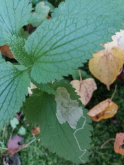 Amauromyza labiatarum