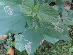 Amauromyza labiatarum
