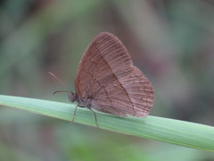 Capronnieria galesus