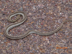 Thamnophis cyrtopsis collaris