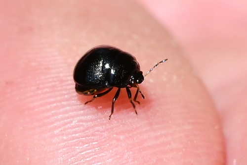 Coptosoma scutellatum