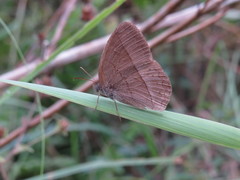 Capronnieria galesus