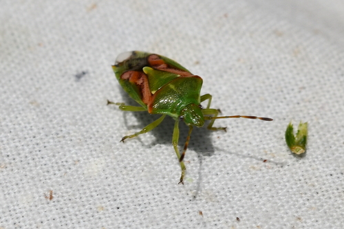 Cyphostethus tristriatus