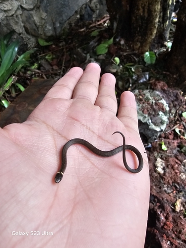 Photo of a Deppe's Centipede Snake (Tantilla deppei)