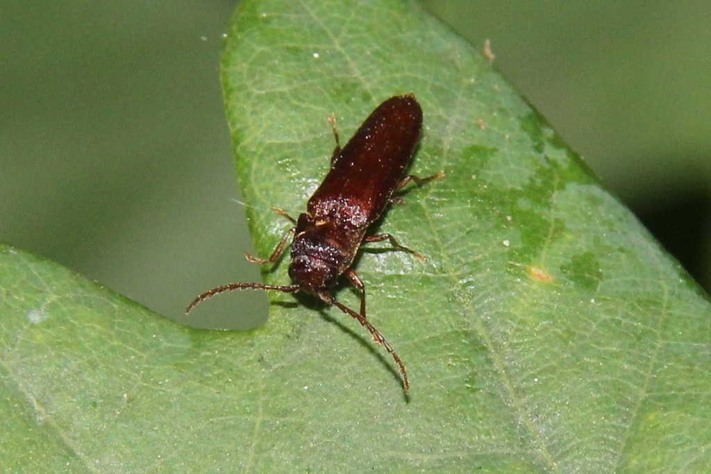 Rhacopus sahlbergi