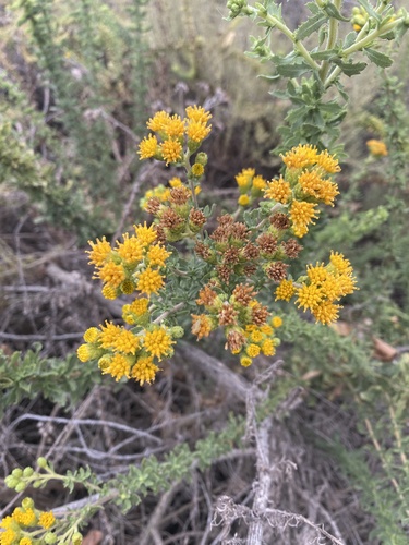 iNaturalist observation photo of Coastal Goldenbush