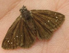 Pholisora