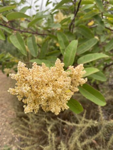 iNaturalist observation photo of laurel sumac