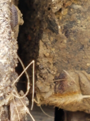 Armadillidium nasatum