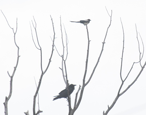 Black-billed Magpie
