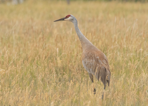 Sandhill Crane