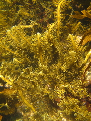 Carpophyllum plumosum