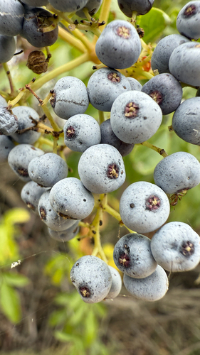 iNaturalist observation photo of Blue Elderberry