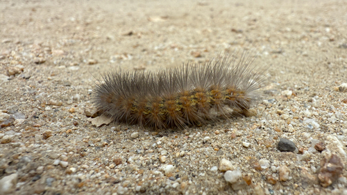 iNaturalist observation photo of Salt Marsh Moth