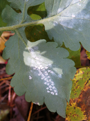 Aleyrodes proletella