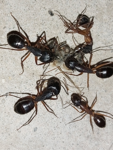 薛西斯弓背蚁Camponotus xerxes