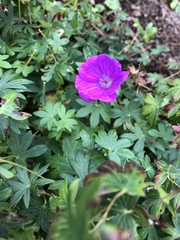Geranium sanguineum
