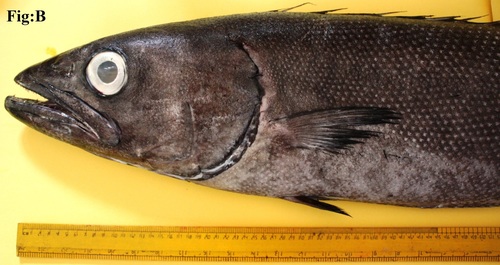 Oilfish