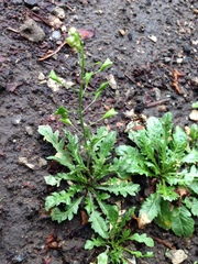 Capsella bursa-pastoris