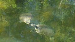 Apalone spinifera pallida