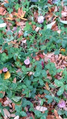 Trifolium pratense