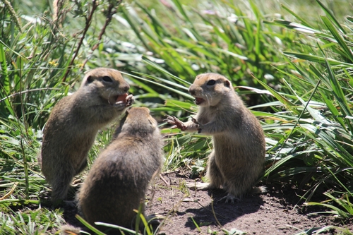 Caucasian Mountain Ground Squirrel