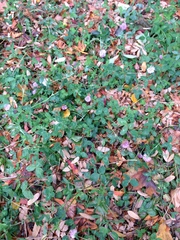 Trifolium pratense