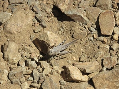 Trimerotropis thalassica