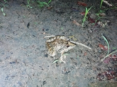 Ptychadena oxyrhynchus