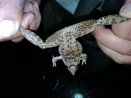 Sharp-nosed ridged frog