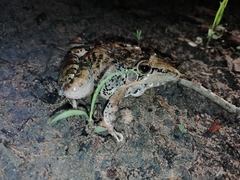 Ptychadena oxyrhynchus
