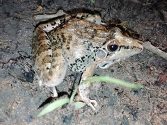 Ptychadena oxyrhynchus