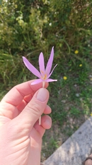 Colchicum