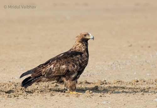 Imperial Eagle