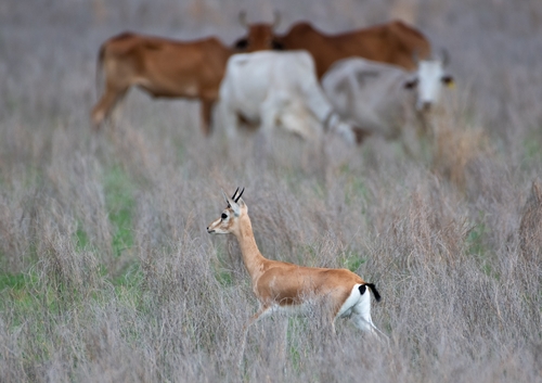 Indian Gazelle