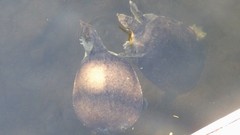 Apalone spinifera pallida