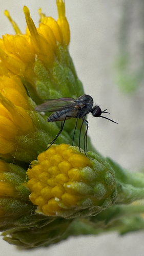 iNaturalist observation photo of Geron