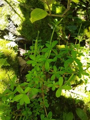 Peperomia leptophylla