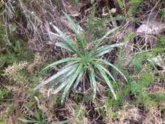 Celmisia major major