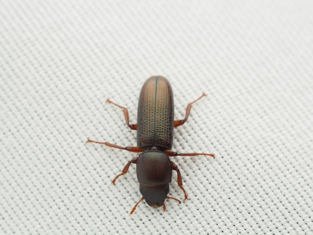 Temnoscheila hubbardi