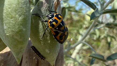 iNaturalist observation photo of Harlequin Bug