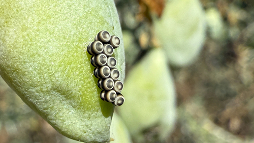 iNaturalist observation photo of Harlequin Bug