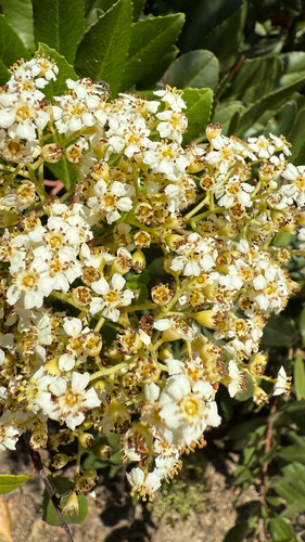 iNaturalist observation photo of Toyon