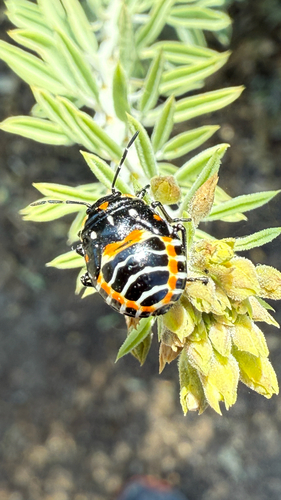 iNaturalist observation photo of Harlequin Bug