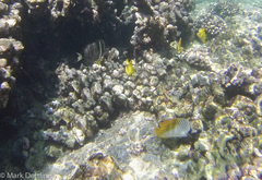 Acanthurus guttatus