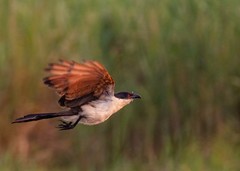 Centropus cupreicaudus