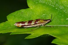 Raphirhinus phosphoreus