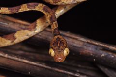 Imantodes lentiferus