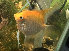 Pterophyllum scalare