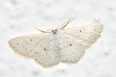 Idaea tacturata